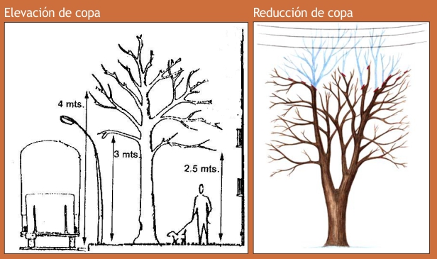 En defensa de los árboles urbanos