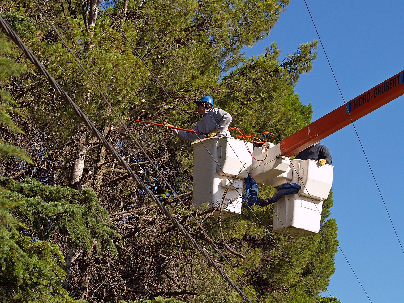 2026 03 Tomentas poda